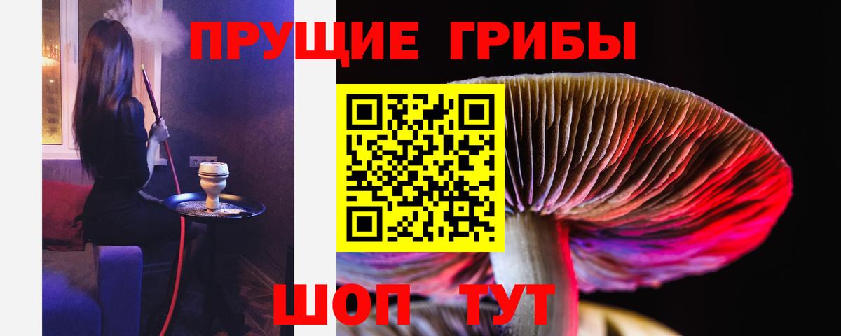 Псилоцибиновые грибы Psilocybine cubensis Моздок